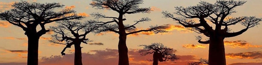Madagascar
